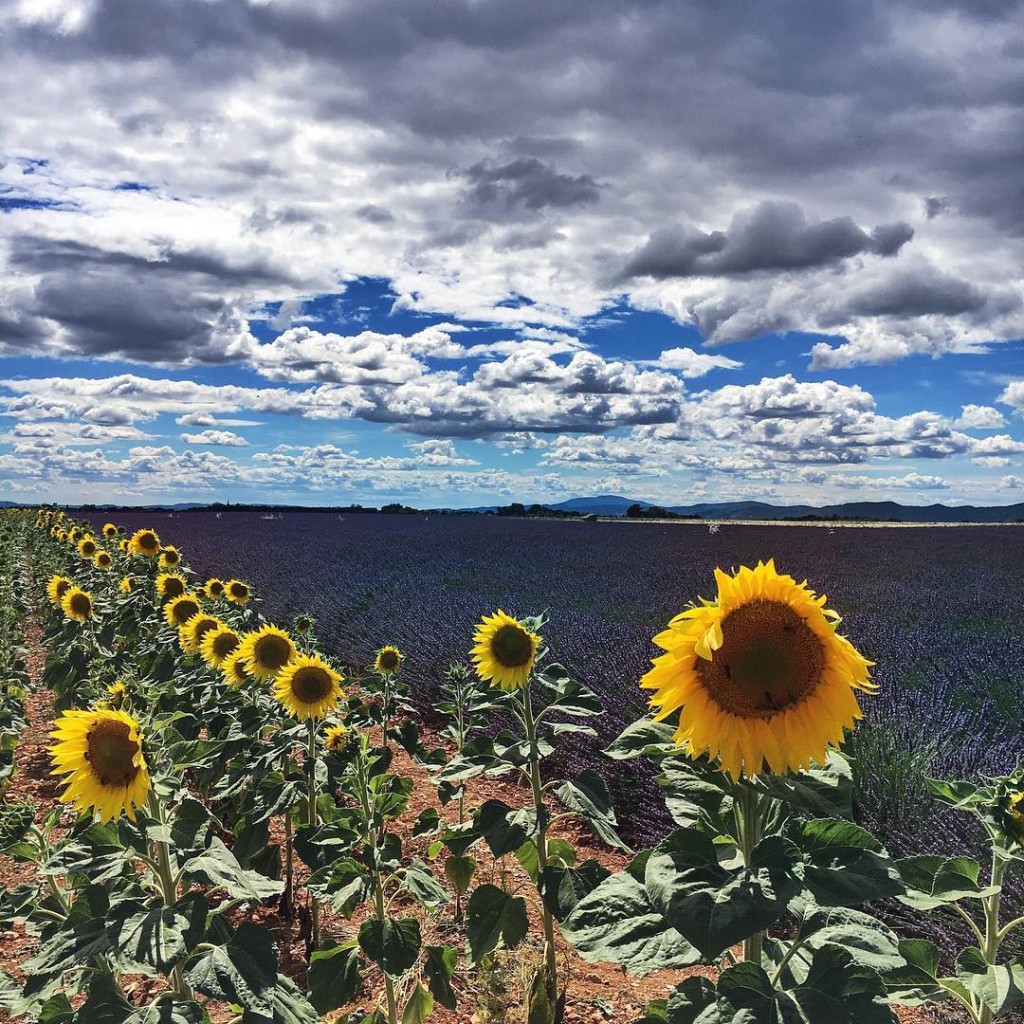 Lavanda e girasoli. Cielo nitido e nuvole che sembrano dipinte. Cinque colori saturi, ognuno dei quali vorrebbe prepotentemente prevalere sull'altro.  Ma non esiste vincitore, esiste questo insieme bellissimo che sembra un quadro di Van Gogh. . . . #provence #landscape #lavanda #lavenderfield #valensole #girasoli #sunflower #sky #skyporn #travelphotography #traveller #travelpassion #photography #photographylovers #lovephotography #summer #igersbologna #igersmodena #france #exploretocreate #cool #picoftheday #nature #natgeo #naturelovers #natgeotravel